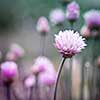 Purple flowers of chives flowering in garden, square format