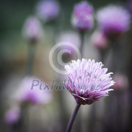 Purple flowers of chives flowering in garden, square format Purple flowers of chives flowering in garden, square format