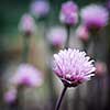 Purple flowers of chives flowering in garden, square format