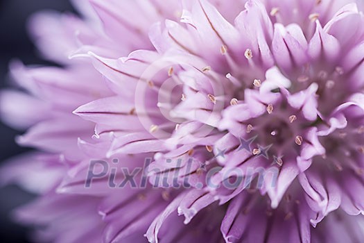 Extreme macro closeup of purple chive flower Extreme macro closeup of purple chive flower