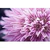 Extreme macro closeup of purple chive flower