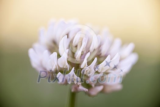 Macro closeup of clover flower head with white and pink petals