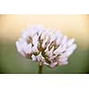 Macro closeup of clover flower head with white and pink petals