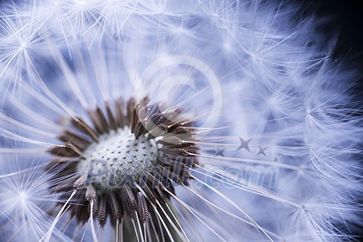 Dandelion seed head macro close up with some seeds missing Dandelion seed head macro close up with some seeds missing