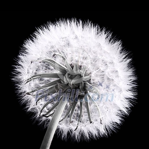 Dandelion seed head close up in black and white