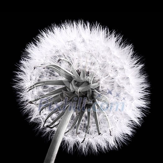 Dandelion seed head close up in black and white Dandelion seed head close up in black and white