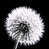 Dandelion seed head close up in black and white