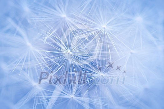 Full dandelion seed head macro close up as background with focus on pappus Full dandelion seed head macro close up as background with focus on pappus