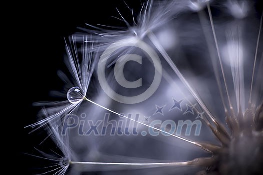 Extreme macro closeup of dandelion seeds over black background with water drops Extreme macro closeup of dandelion seeds over black background with water drops