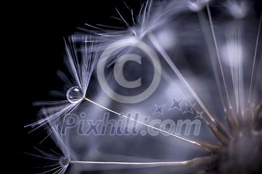 Extreme macro closeup of dandelion seeds over black background with water drops