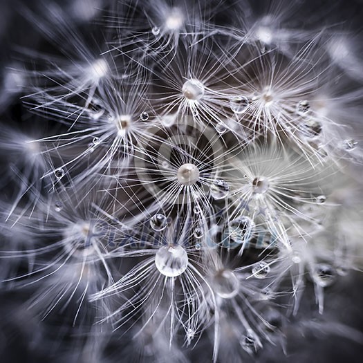 Extreme macro closeup of dandelion seeds over black background with water drops