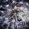 Extreme macro closeup of dandelion seeds over black background with water drops
