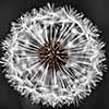 Macro closeup of dandelion seed head over black background