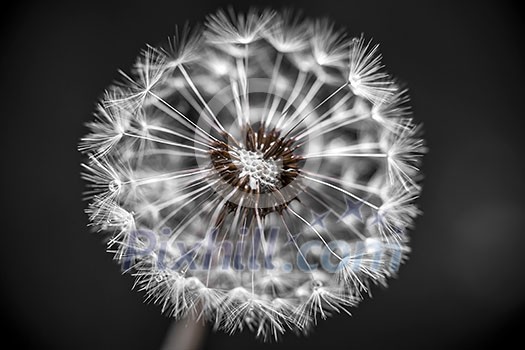 Macro closeup of dandelion seed head over black background with seeds missing