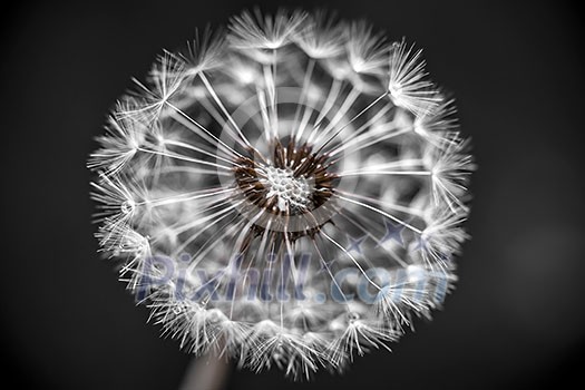 Macro closeup of dandelion seed head over black background with seeds missing Macro closeup of dandelion seed head over black background with seeds missing