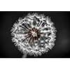 Macro closeup of dandelion seed head over black background with seeds missing