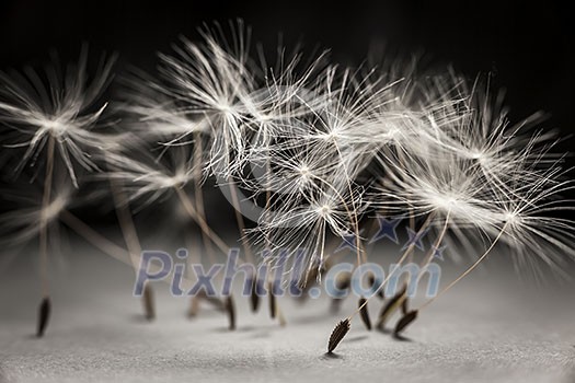Macro closeup of dandelion seeds standing up on gray and black background