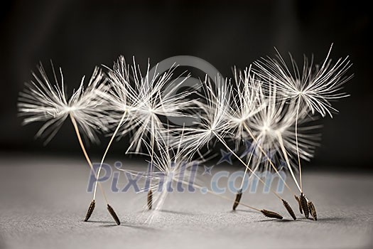Macro closeup of dandelion seeds standing up on gray and black background