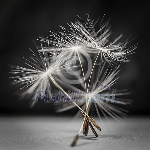 Macro closeup of dandelion seed bunch standing up on gray and black background, square format