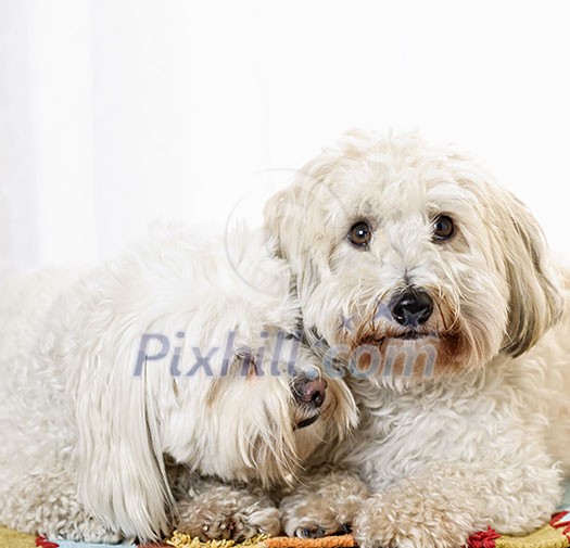 Portrait of two coton de tulear dogs snuggling together