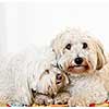Portrait of two coton de tulear dogs snuggling together