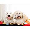 Portrait of two coton de tulear dogs lying on a rug inside