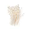 Enoki mushrooms bunch isolated on white background