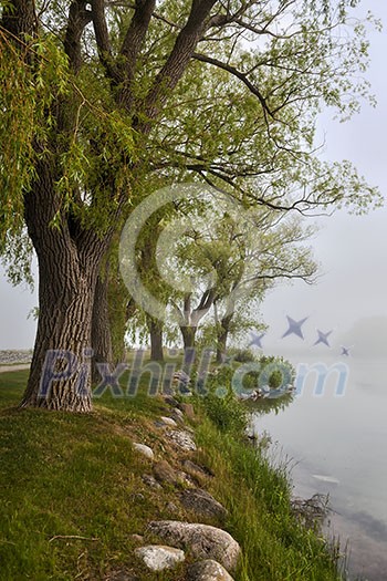 Row of old trees on foggy lake shore in early summer.