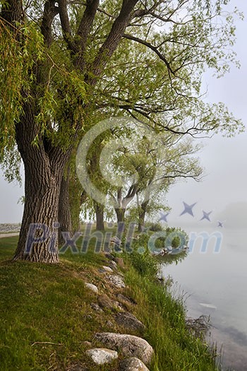 Row of old trees on foggy lake shore in early summer. Row of old trees on foggy lake shore in early summer.