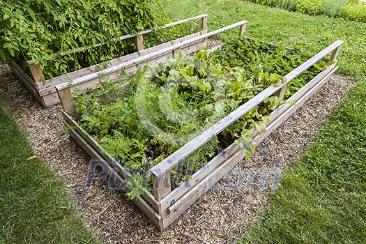 Backyard vegetable garden in wooden raised beds or boxes