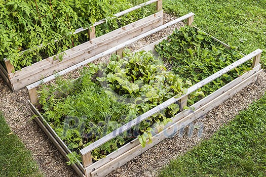 Backyard vegetable garden in wooden raised beds or boxes