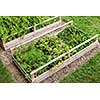 Backyard vegetable garden in wooden raised beds or boxes