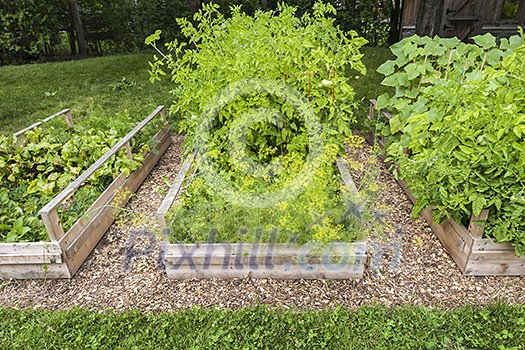 Three raised garden beds growing fresh vegetables in a backyard Three raised garden beds growing fresh vegetables in a backyard