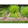 Three raised garden beds growing fresh vegetables in a backyard