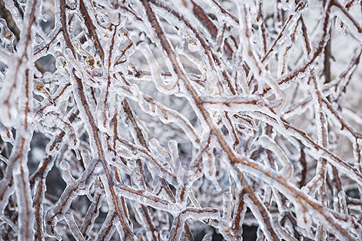 Closeup of ice covered branches in winter as abstract background