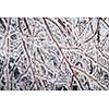 Closeup of ice covered branches in winter as abstract background