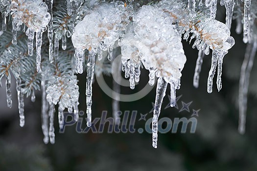 Spruce branches in winter covered with ice and long icicles, closeup