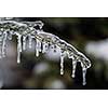 Long icicles hanging from ice covered frozen cedar tree branch in winter, closeup