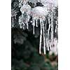 Spruce branches in winter covered with ice and long icicles, closeup, copy space