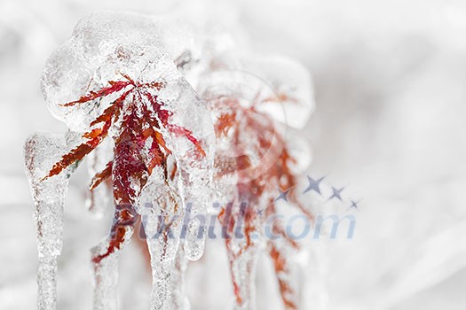 Japanese maple tree leaves covered in ice and icicles during winter