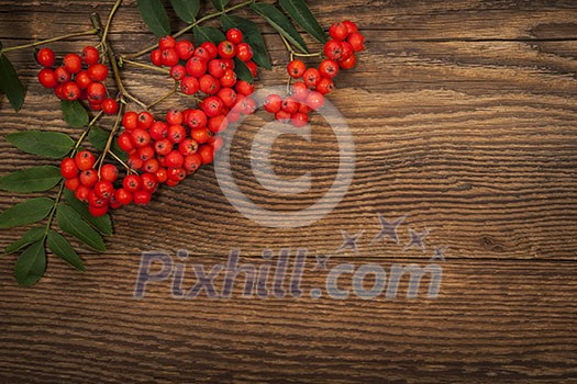 Red mountain ash or rowan berries on rustic wooden background