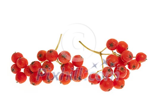 Closeup of red mountain ash or rowan berries isolated on white background