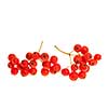 Closeup of red mountain ash or rowan berries isolated on white background