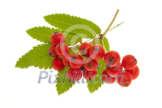 Red mountain ash or rowan berries isolated on white background Red mountain ash or rowan berries isolated on white background