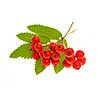 Red mountain ash or rowan berries isolated on white background