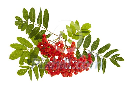 Bunch of red mountain ash or rowan berries with green leaves isolated on white background