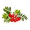 Bunch of red mountain ash or rowan berries with green leaves isolated on white background