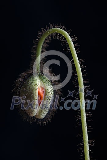 Closeup of opening fuzzy poppy bud about to bloom on black background