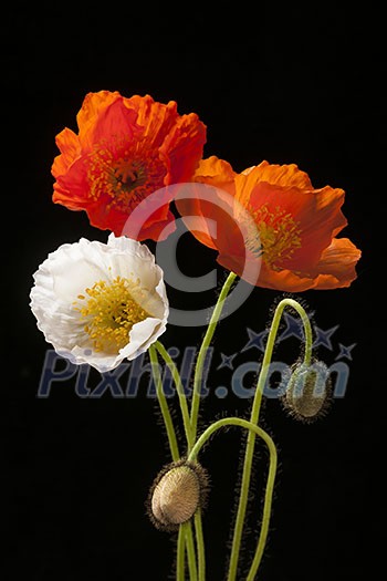 Red, orange and white poppy flowers with buds on black background