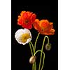 Red, orange and white poppy flowers with buds on black background
